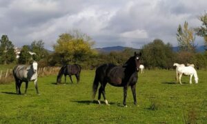 El caballo liberado
